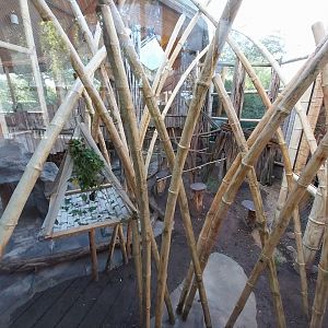 Monkey House - Tanzanian Black-and-White Colobus (Colobus angolensis palliatus)