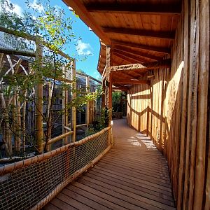 Monkey House - Tanzanian Black-and-White Colobus (Colobus angolensis palliatus)