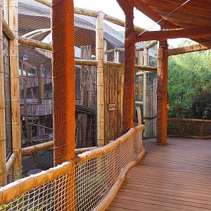 Monkey House - Tanzanian Black-and-White Colobus (Colobus angolensis palliatus)