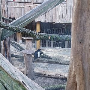 Monkey House - Tanzanian Black-and-White Colobus (Colobus angolensis palliatus)