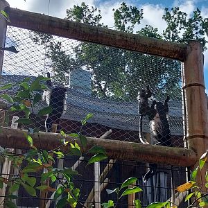 Monkey House - Tanzanian Black-and-White Colobus (Colobus angolensis palliatus)