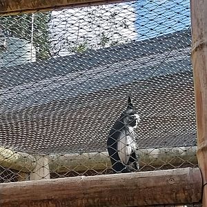 Monkey House - Tanzanian Black-and-White Colobus (Colobus angolensis palliatus)