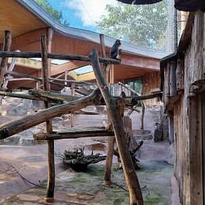 Monkey House - Mandrill (Mandrillus sphinx)