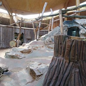 Monkey House - Mandrill (Mandrillus sphinx)