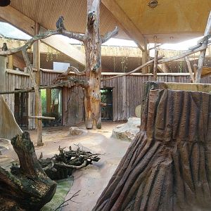 Monkey House - Mandrill (Mandrillus sphinx)