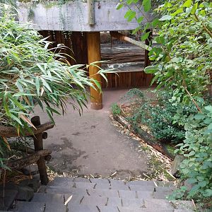 Monkey House - Mandrill (Mandrillus sphinx)