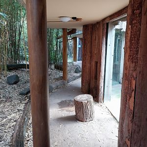 Monkey House - Mandrill (Mandrillus sphinx)