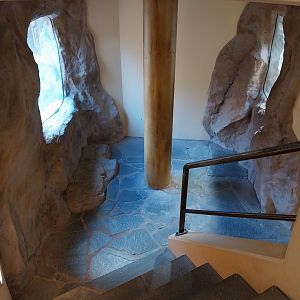 Monkey House - Mandrill (Mandrillus sphinx)