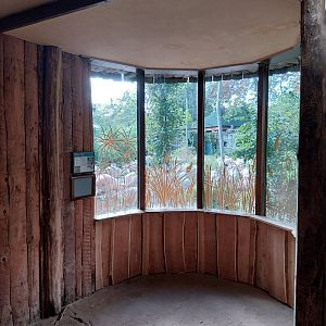 Monkey House - Mandrill (Mandrillus sphinx)