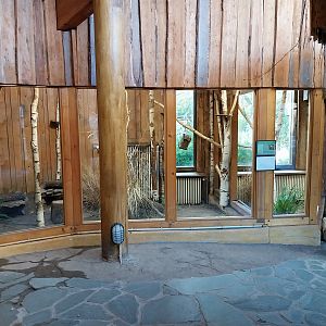 Monkey House - Northern Talapoin Monkey (Miopithecus ogouensis) - First exhibit