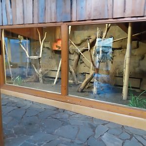 Monkey House - Northern Talapoin Monkey (Miopithecus ogouensis) - Second exhibit