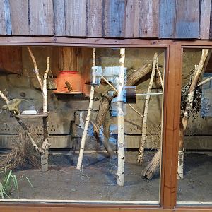 Monkey House - Northern Talapoin Monkey (Miopithecus ogouensis) - Second exhibit