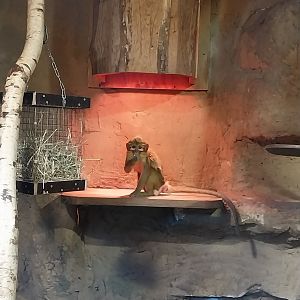 Monkey House - Northern Talapoin Monkey (Miopithecus ogouensis)
