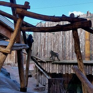 Monkey House - Mandrill (Mandrillus sphinx)