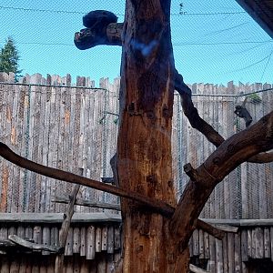 Monkey House - Mandrill (Mandrillus sphinx)