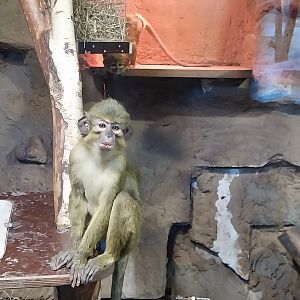 Monkey House - Northern Talapoin Monkey (Miopithecus ogouensis)