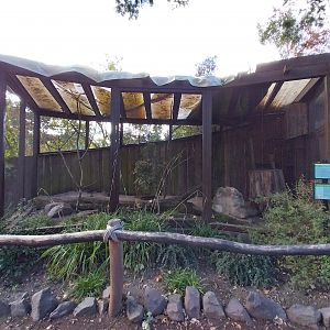 Monkey House - Northern Talapoin Monkey (Miopithecus ogouensis)