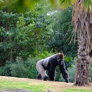 Western Lowland Gorilla - Werribee Open Range Zoo