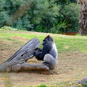 Western Lowland Gorilla - Werribee Open Range Zoo