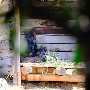 Western Lowland Gorilla - Werribee Open Range Zoo