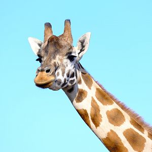 Jelani - Werribee Open Range Zoo