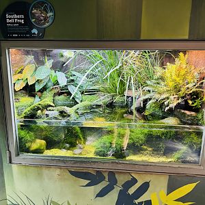 Southern Bell Frog enclosure