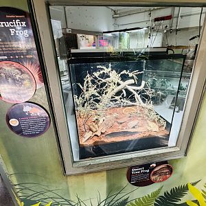 Crucifix Frog/Desert Tree Frog enclosure