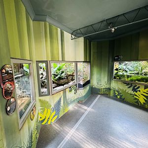 Frog house interior