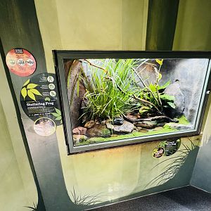 Peron’s Tree-Frog/Stuttering Frog enclosure
