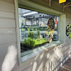 Corroboree frog enclosure
