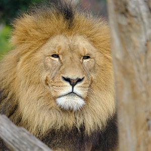 Sheru - Werribee Open Range Zoo