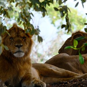 Young Male Lions - Werribee Open Range Zoo