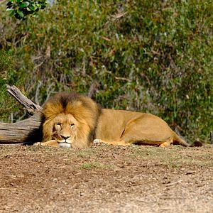 Sheru - Werribee Open Range Zoo