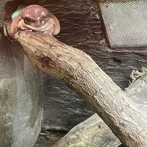 Australian green tree frog