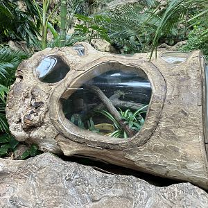 Australian green tree frog terrarium