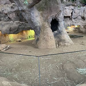 Sulcata tortoise exhibit