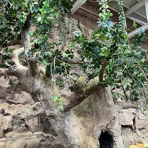 Panther chameleon tree