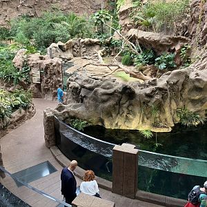 Siamese crocodile exhibit from above