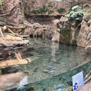 Siamese crocodile exhibit