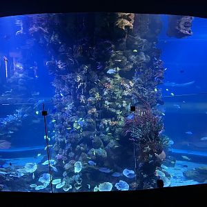 Coral reef tank