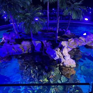 Coral reef tank from above