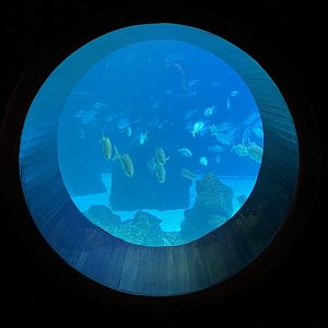 Main tank viewing window