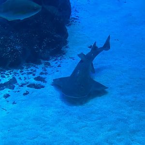 Bowmouth guitarfish