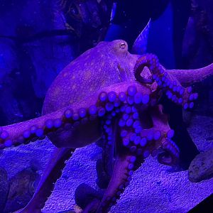 Giant Pacific octopus