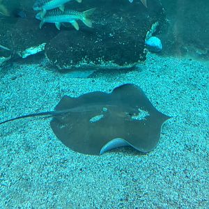 Giant freshwater stingray
