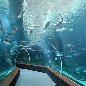 Giants of the Rivers tank