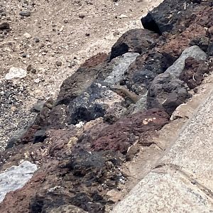 Gran Canaria giant lizard
