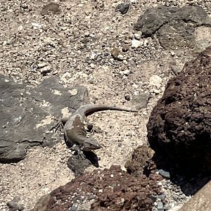 Gran Canaria giant lizard