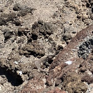 Gran Canaria giant lizard