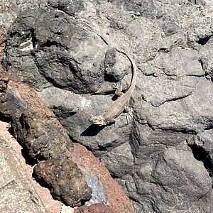 Gran Canaria giant lizard